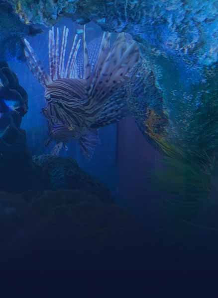 Background picture of aquarium with lion fish and coral