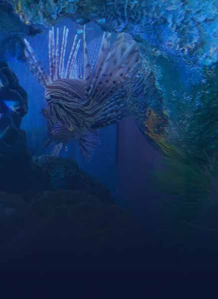 Background picture of aquarium with lion fish and coral