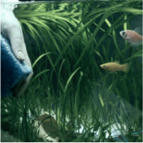 Fish Tank Maintenace